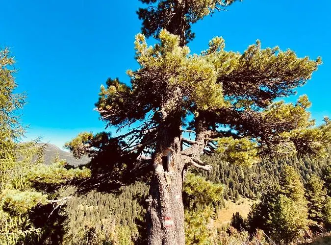 Dağ evi Wildbach Turrach *